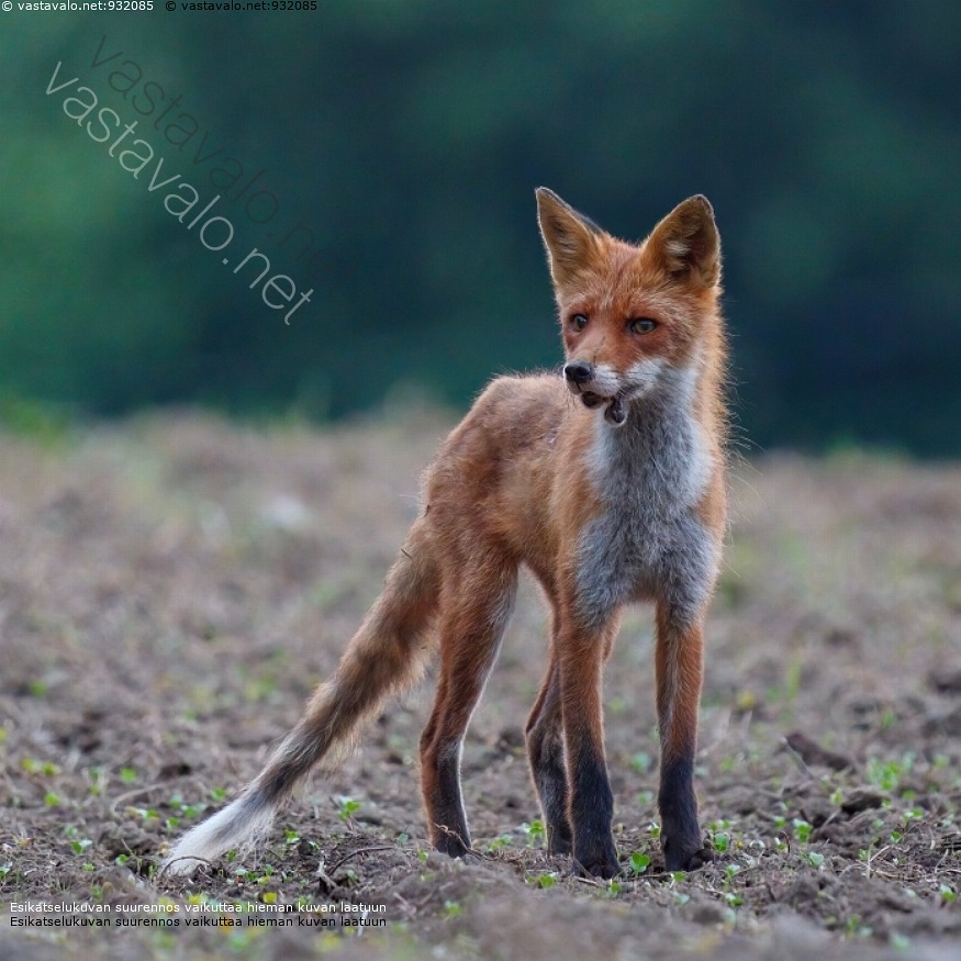 Kuva Loukkaantunut Kettu Kettu Punakettu Vulpes Valkoinen Vihre kuva-loukkaantunut-kettu-kettu-punakettu-vulpes-valkoinen-vihre