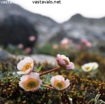 jaaleinikkien-kukinta-lopuillaan