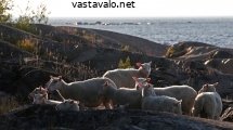 maisemanhoitajat