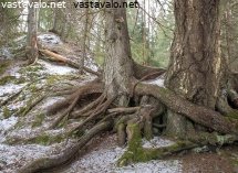 kaksi-vanhaa-puuta