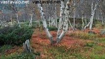 ruohokanukkaa-tunturikoivikossa