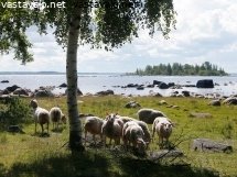 maiseman-hoitajat-hommissa