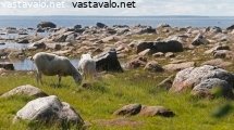 maiseman-hoitajat-hommissa