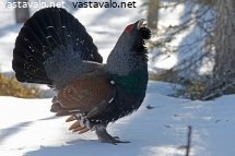 metso