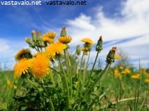 voikukkaa-pellolla