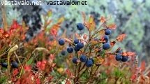 ruskaa-ja-mustikkaa