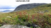 kurjenkanerva