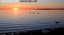 joutsenet-auringon-laskiessa