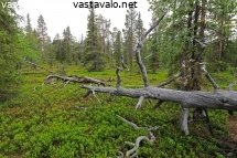 posion-erametsissa