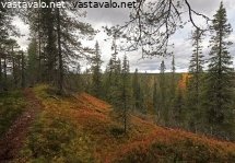 syksyinen-hevonharja