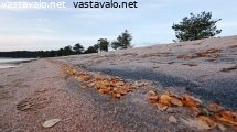 lokakuinen-livo