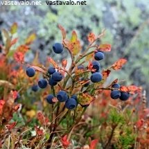 ruskaa-ja-mustikkaa