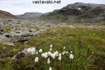 urtaspahdan-rinteilla