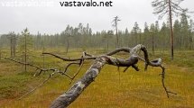 sateinen-suo