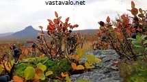 ruskaa-ja-mustikkaa