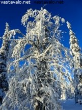 koivu-ja-kynttilakuuset