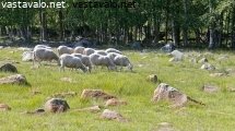 maisemanhoitajat
