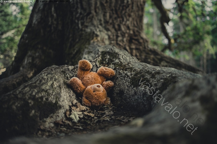 Kuva Kadonnut Lelu Mets ss Lelu T ytetty Nalle Karhu Teddykarhu kuva-kadonnut-lelu-mets-ss-lelu-t-ytetty-nalle-karhu-teddykarhu