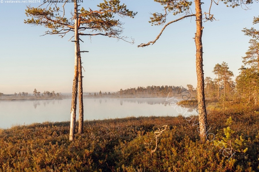 kuva-kes-aamu-keidassuolla-suo-keidassuo-neva-martimoaapa