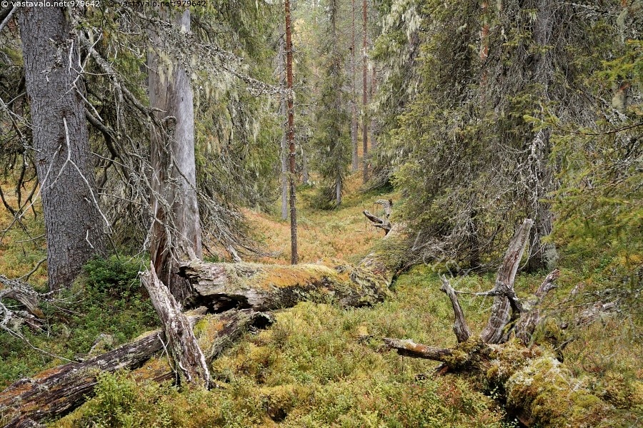 Kuva Vanhaa Mets Riisitunturin Kansallispuisto Mets Aarniomets kuva-vanhaa-mets-riisitunturin-kansallispuisto-mets-aarniomets