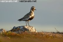 kapustarinta-kesayon-valossa