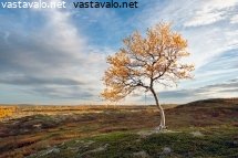 syysillan-savyja