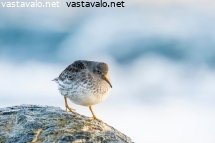 merisirri-rantakalliolla