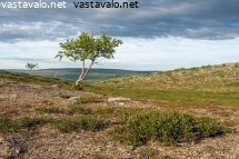 tunturimaisema