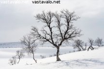 tunturikoivuja-rinteessa