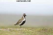 kapustarinta