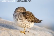 lepaava-merisirri
