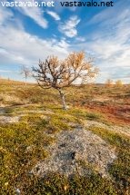 tunturikoivu-kauniina-syyspaivana
