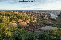 tyrnikasvusto-kivisella-rannalla