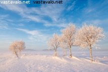 hieskoivuja-suurella-suolla