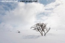 tunturikoivu-rinteessa
