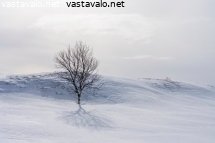 tunturikoivu