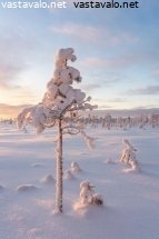 luminen-kitumanty-kauniissa-valossa