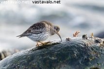 merisirri-ravinnonhaussa