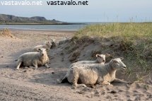 lampaita-hiekkarannalla