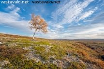 tunturikoivu-syysaamun-valossa