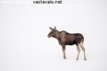 hirvi-lumisessa-rinteessa