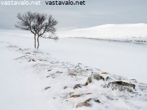 tunturikoivu-pienella-harjanteella