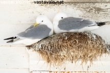 pikkukajavat-pesassaan