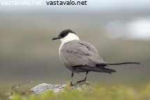 tunturikihu