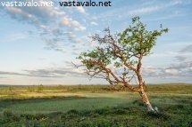 tunturikoivu-kesayon-valossa