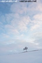 tunturikoivu-harjanteella