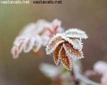 jaakiteita-ja-ruskaa-ruusunlehdilla