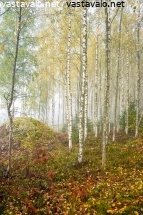 koivikko-sumuisena-aamuna