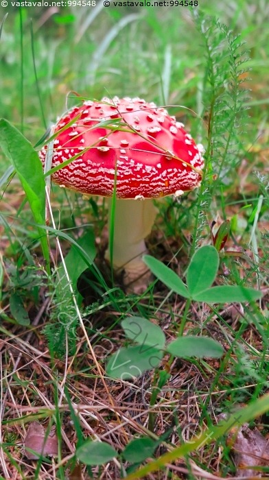 kuva-punainen-k-rp-ssieni-heinikossa-amanita-muscaria-jalka-kaunis