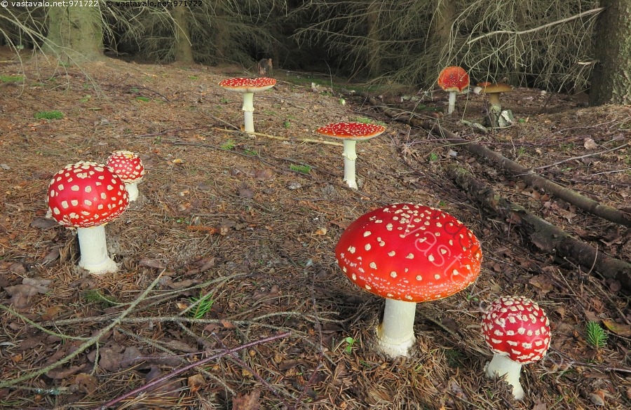 kuva-punak-rp-ssienet-punak-rp-ssieni-k-rp-ssieni-amanita-muscaria